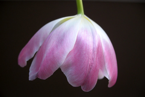 february flora - valentine's tulip