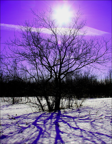 ~ Twilight Tree...  for free ~ <i><b>~ A little bit of something that caught my eye along the way. ~</b>   Using Canons <b>Twilight Camera Style</b> to get the pink / purple from the blues. All internal camera, no post colour work.</i>  <b>Canon USER????</b>  <a href="http://www.canon.co.jp/imaging/picturestyle/file/index.html">Download from Canon page right here.</a> <b>7 new Styles for FREE.....</b>  (1 time bump &amp; grouped 7:00am Thursday)