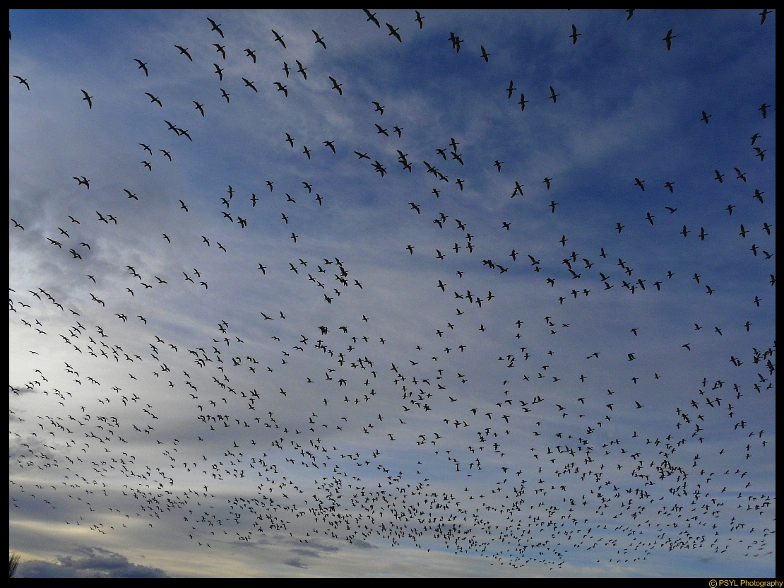 A cloud of Snow Geese