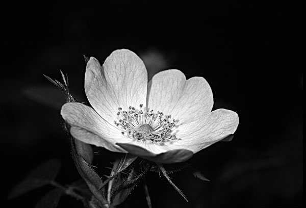 black and white flowers photography. Posted in lack and white