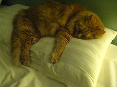 Jasper asleep on Jeni's pillow