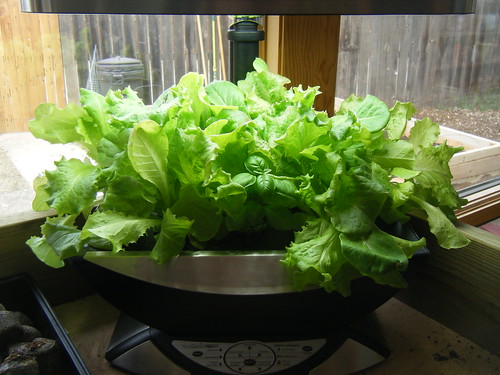 Aerogarden Salad Greens