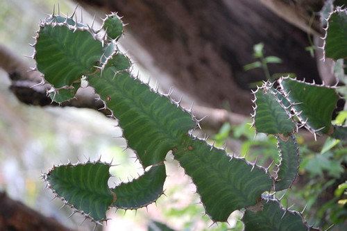 cactus at the botanical gardens