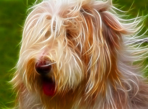 Bearded Collie Dog, whose long beautiful hair is Blowin' in the Wind