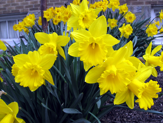 Daffodils (Click to enlarge)