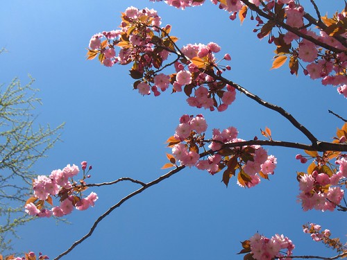 Cherry Blossoms 2009