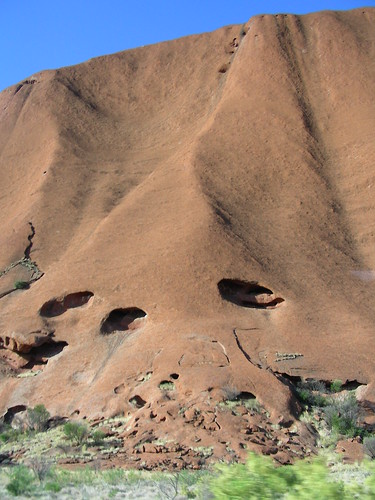 Marsupi o bossa dels cangurs a l'Uluru