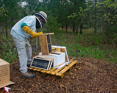 Bee Hive Set-up