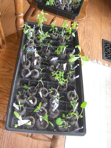 A seedling tray as part of my organic Gardening Adventures
