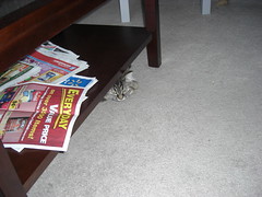 Danya watching from under the coffee table