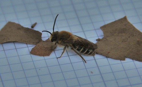 Colletes thoracicus (Colletidae), Cellophane Bees