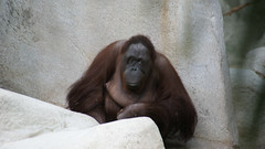 ape by steeleman204, on Flickr