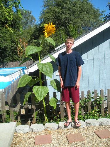 Mr A with mammoth sunflower