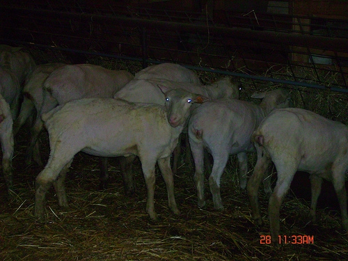 SSF Nakkie sheep