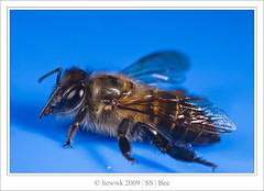 6.1 Bee ... alive from death ? ...