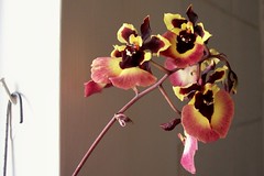 shower orchid