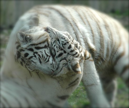 China Photo: White Tigers