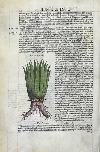 003-Lirio Cardeno o Iris-2-Pedazio Dioscorides Anazarbeo 1555