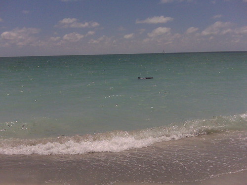 Walk with a dolphin on Captiva Island