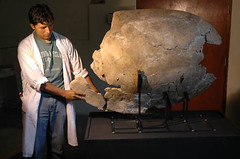 En el Museo de Historia Natural UNMSM, una Podocnemis