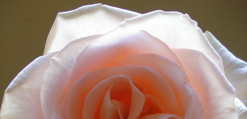 Study 3 : Peach Rose