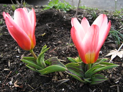 foto, tulips