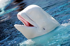 白イルカの画像