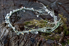 Abandoned daisy chain
