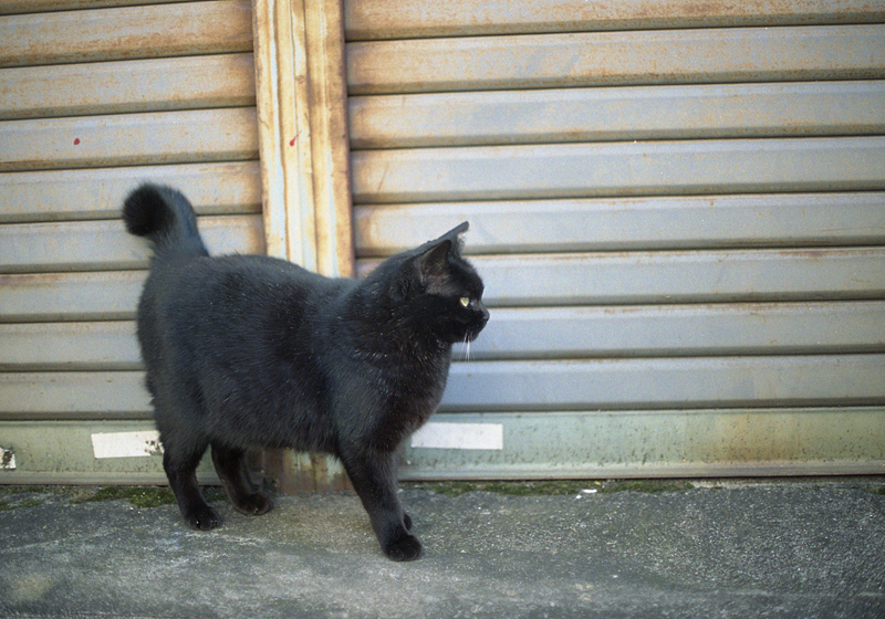 シャッター前の黒猫
