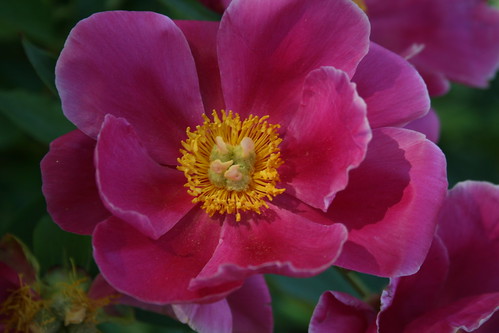 Peony 'Dancing Butterfly'