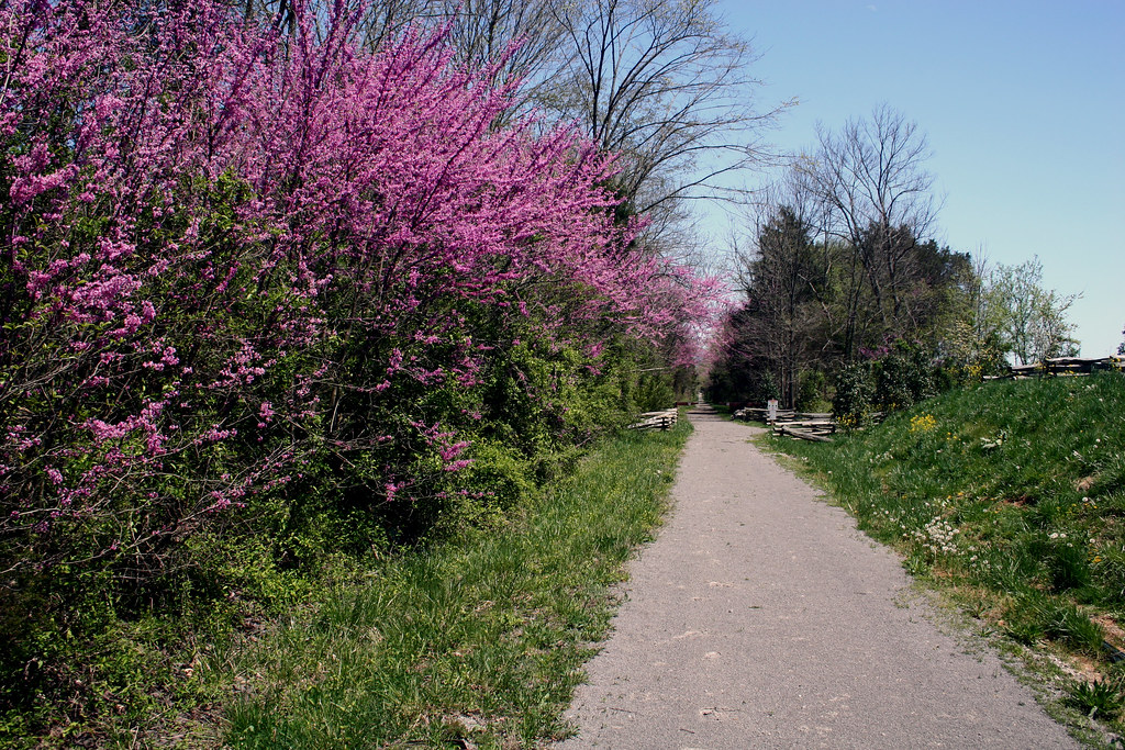 Redbud along the trail at Wilderness  Road State Park