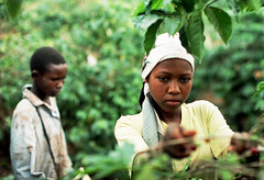 Child Coffee Pickers