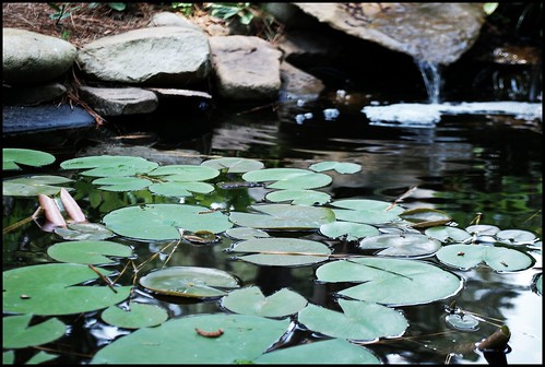lily pads and fountain