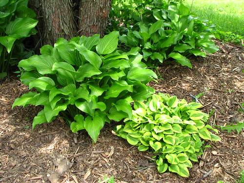 Hostas under the redbud by the front porch