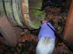 Going into her anteater log