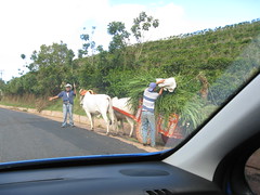 ox cart by the side of the road