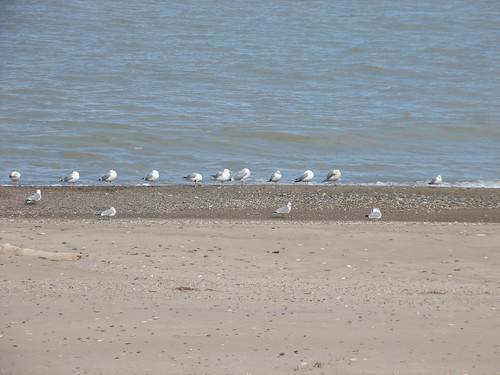 Illinois Beach State Park gulls
