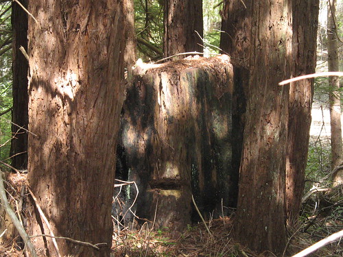 'Fairy ring' of Redwoods