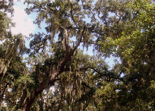 spanish moss hanging from the trees