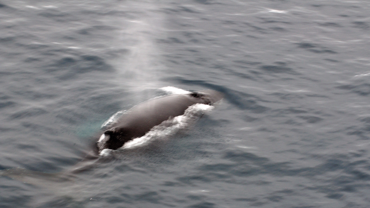 A Humpback Whale @ Bransfield Strait