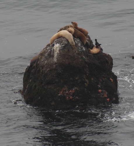 pointdume sea lions
