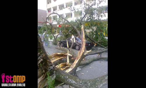 Fallen tree at Commonwealth damages 2 cars