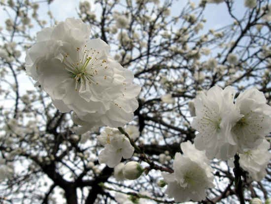 Cherry Blossoms (Click to enlarge)