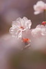 Sonnarで撮る桜のポートレイト