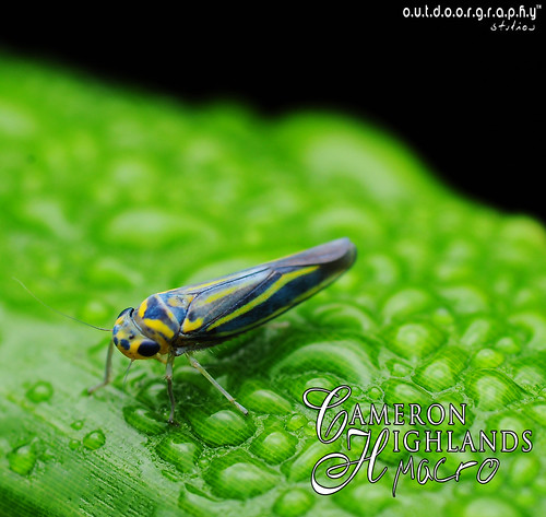 Outdoorgraphy™ : CH Plant Hopper