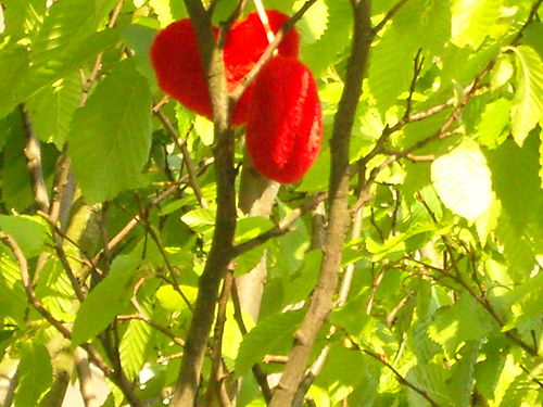Heart in tree