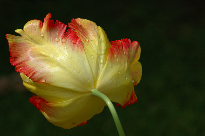 The Tulip:: Click for previous