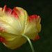 The Tulip:May 22