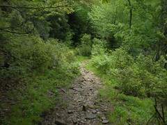  63 - Little East Fork Trail 4