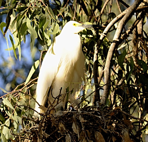 Snowy Egret with chick